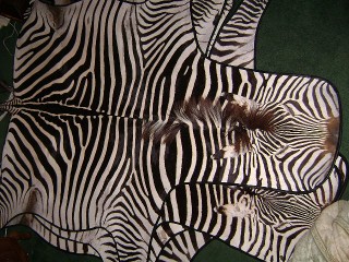 zebra rug with leather binding